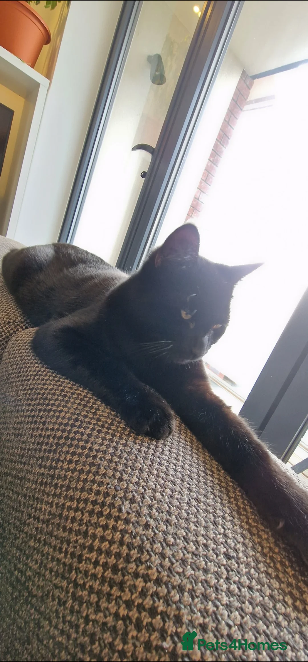 Bombay cats for sale: Black Bombay Male Cat - Advert 2