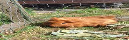 Guinea Pig rodents for sale: Two male guinea pigs, long haired - Advert 4