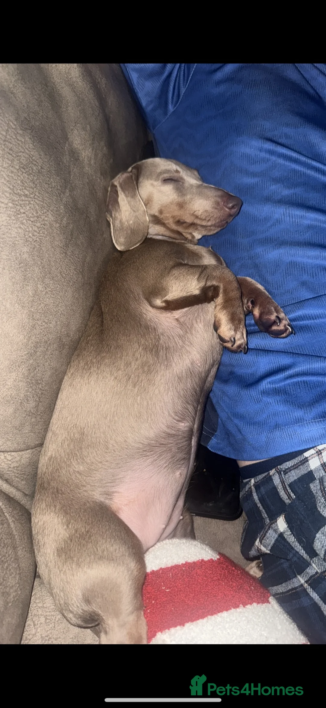 Dachshund dogs for sale: Boy and girl puppy’s  in Prescot - Advert 6