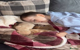 Mixed Breed dogs for sale: French bulldog x Dachshund  - Advert 5