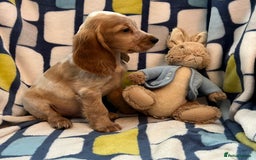 Cocker Spaniel dogs for sale: Stunning show cocker spaniel pups  - Image 6