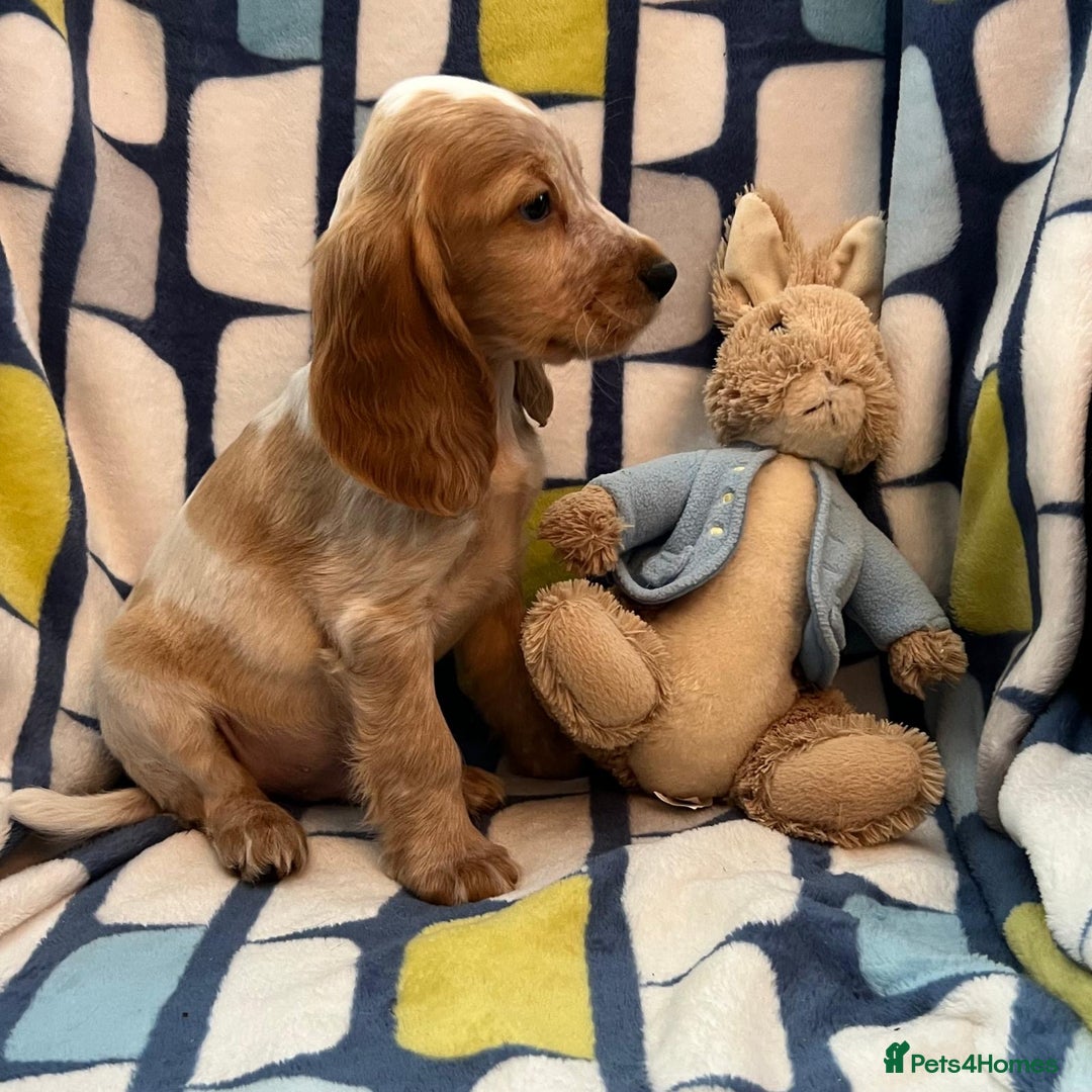 Cocker Spaniel dogs for sale: Stunning show cocker spaniel pups  - Image 6