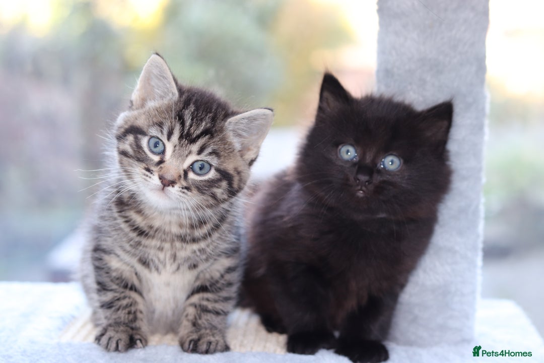 Mixed Breed cats for sale: Adorable Kittens - Advert 7