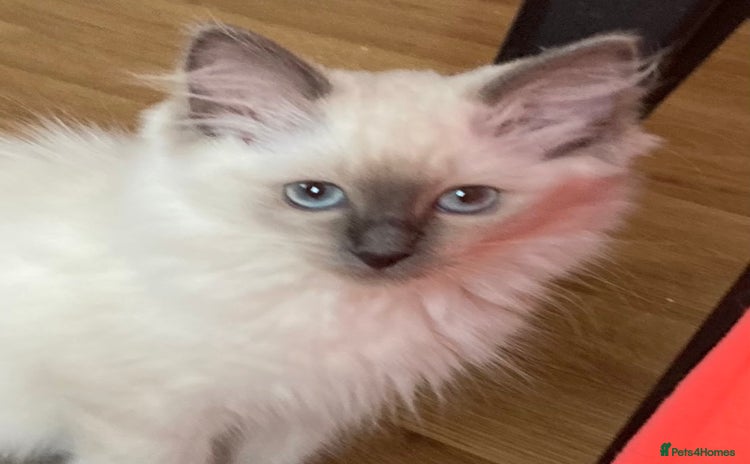 Ragdoll cats - Advert 12