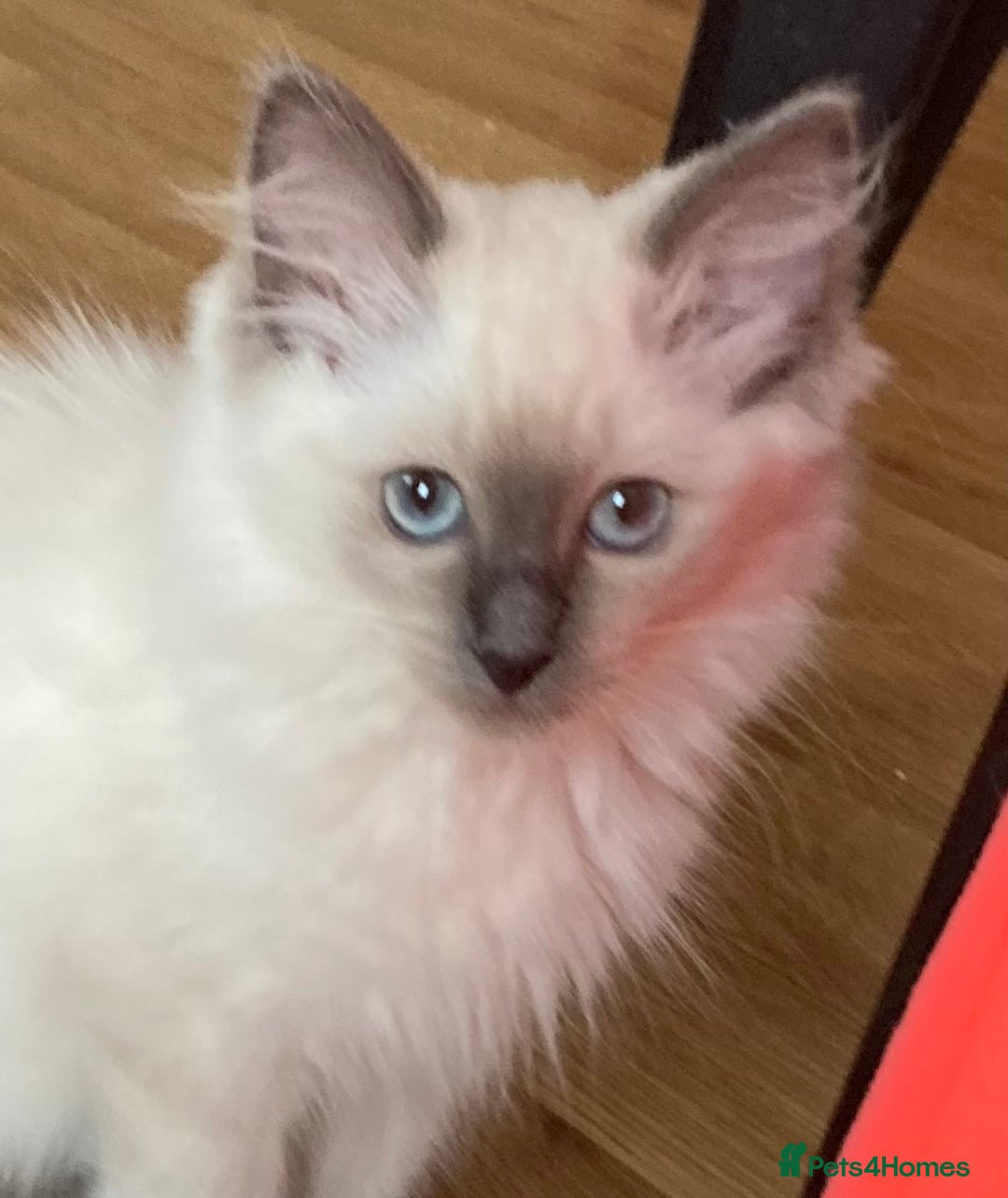 Ragdoll cats for sale: Blue Point Ragdoll Kitten female - Image 1