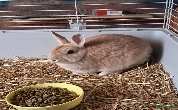 English rabbits - Advert 1
