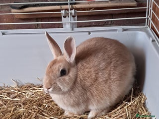 English rabbits - Advert 24