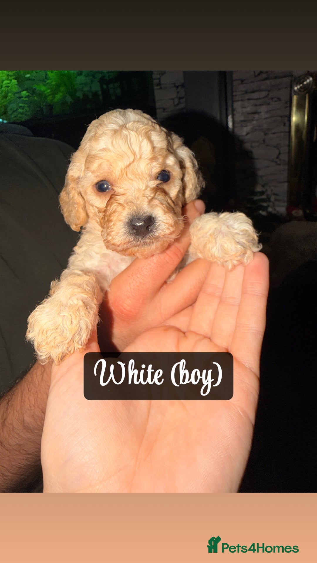 Cockapoo dogs for sale: F2 Toy cockapoo - Advert 6