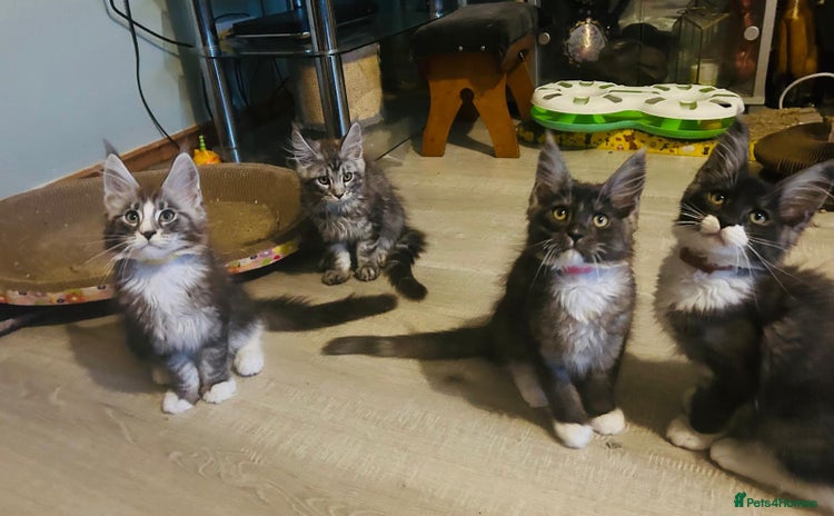 Maine Coon cats - Advert 15