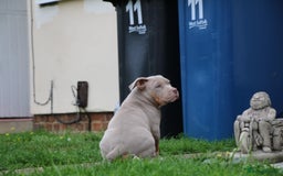 American Bully dogs for sale: GrCh Big Bounty x TIKTOK litter - Image 3