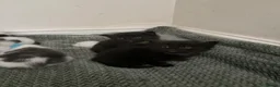Mixed Breed cats for sale: Gorgeous long haired kittens  in Newton Abbot - Advert 9