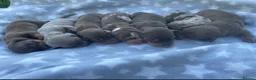 Dachshund dogs for stud: Dachshund stud lilac - Advert 3