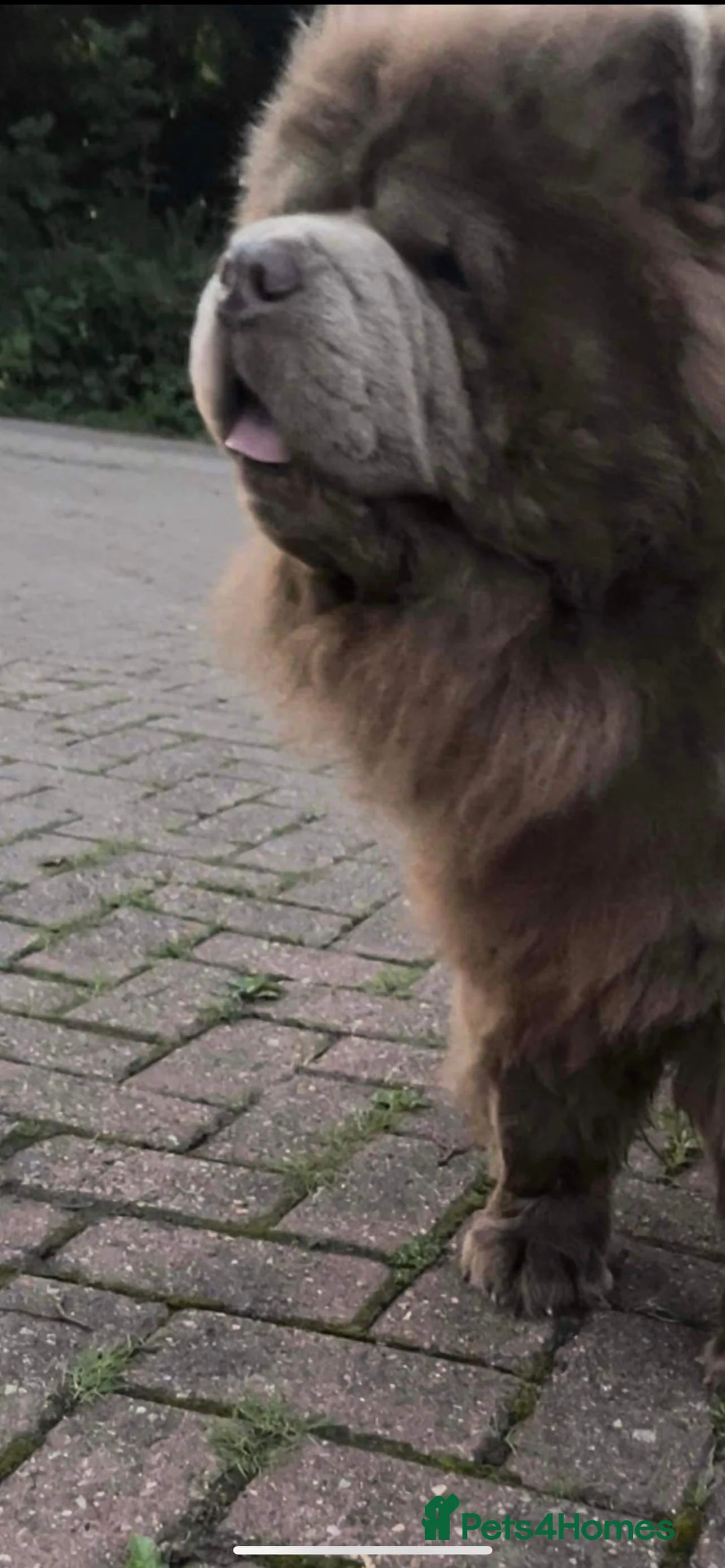 Chow Chow dogs for stud: stunning lilac chow stud in Doncaster - Advert 7