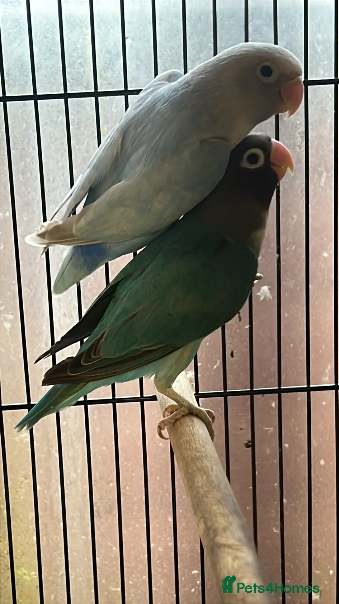 Lovebirds birds for sale: Black Cheek Lovebirds  in North Shields - Advert 2