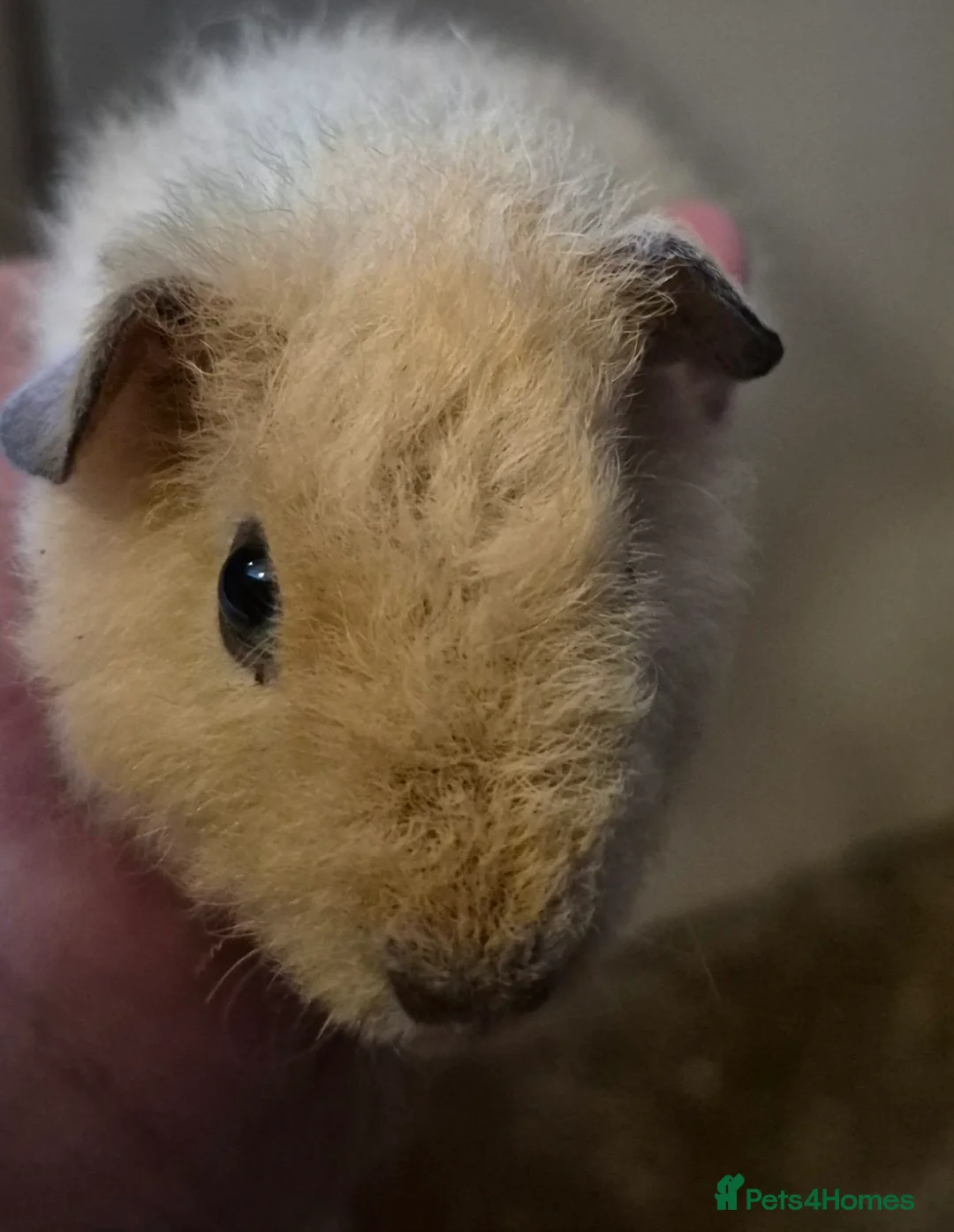 Guinea Pig rodents for sale: I have boars for sale pure and cross - Advert 2