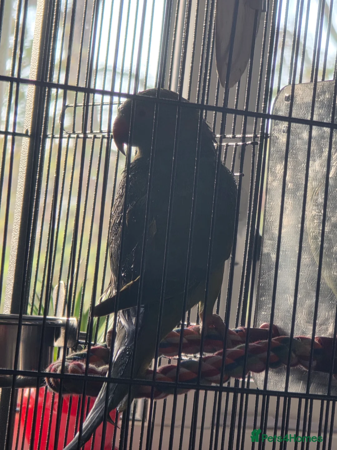 Ringnecks birds for sale: 9 month old indian ringneck parrot male - Advert 3