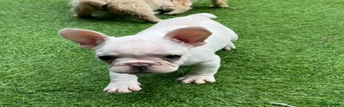French Bulldog 1