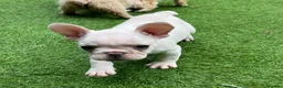 French Bulldog dogs for sale: REDUCED FlOODLE /French bulldogs - Advert 15