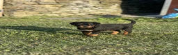 Rottweiler dogs for sale: 🐾 KC Registered Rottweiler Puppies for sale in Huddersfield - Advert 32