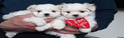 Maltese dogs for sale: Gorgeous Tiny Maltese Puppies - Advert 2