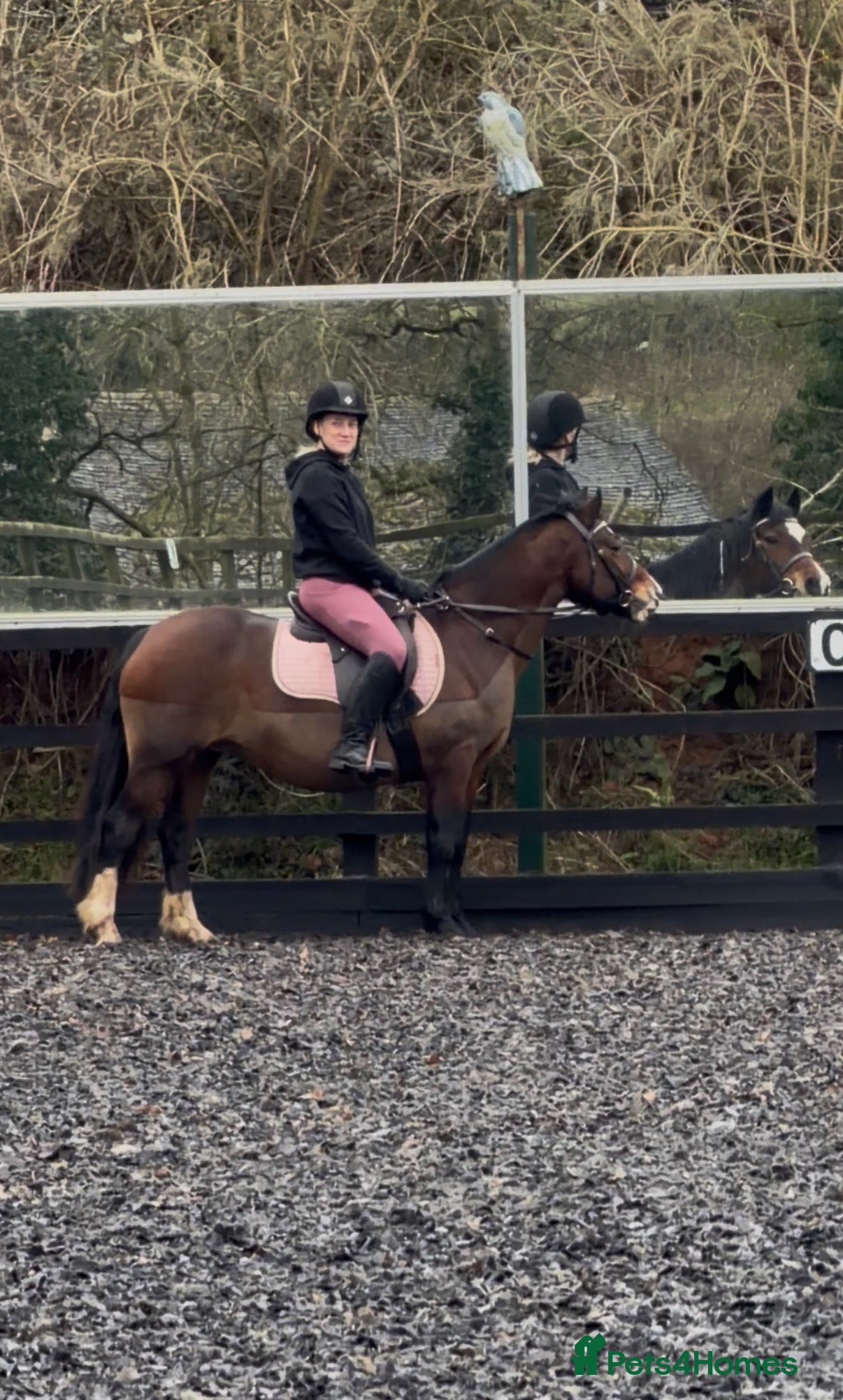 Welsh Section C horses Beautiful reg Welsh C mare  - Advert 1