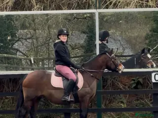 Welsh Section C horses Beautiful reg Welsh C mare - Advert 1