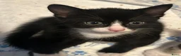 Mixed Breed cats for sale: Tuxedos in Portsmouth - Advert 5