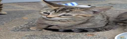 Bengal cats for sale: 😻😻 Beautiful Bengal Cross Kittens For Sale 😻😻 - Advert 24