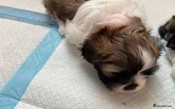 Lhasa Apso dogs for sale: Adorable babies  - Image 11