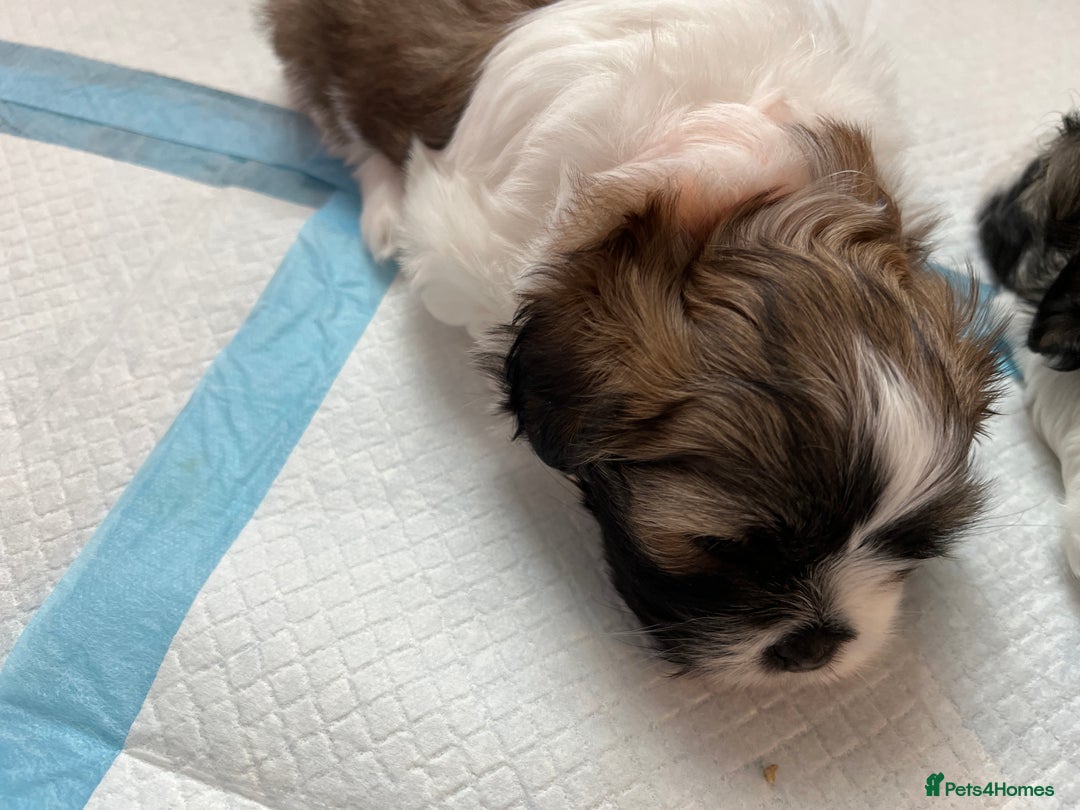 Lhasa Apso dogs for sale: Adorable babies  - Image 11