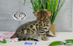 Bengal cats for sale: 3 brown bengal boys - Image 10