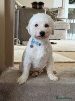Bichon Frise dogs - Advert 9