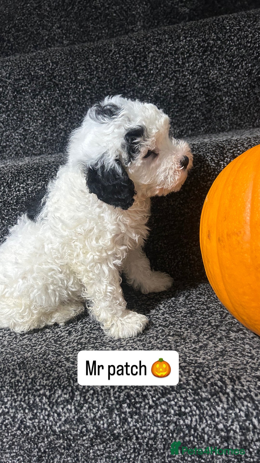 Cockapoo dogs for sale: Stunning toy cockapoo puppies  - Image 29