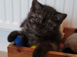 British Shorthair cats for sale - Advert 1