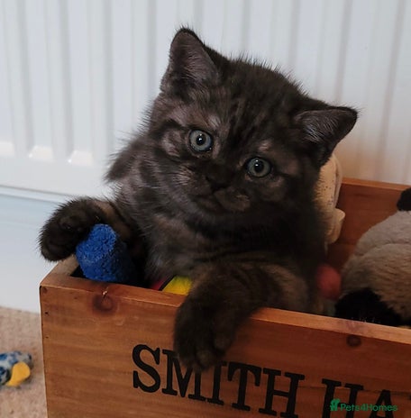 British Shorthair cats - Advert 10