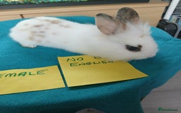 English rabbits for sale: Rabbits for sale , various sexes avaliable  - Image 25