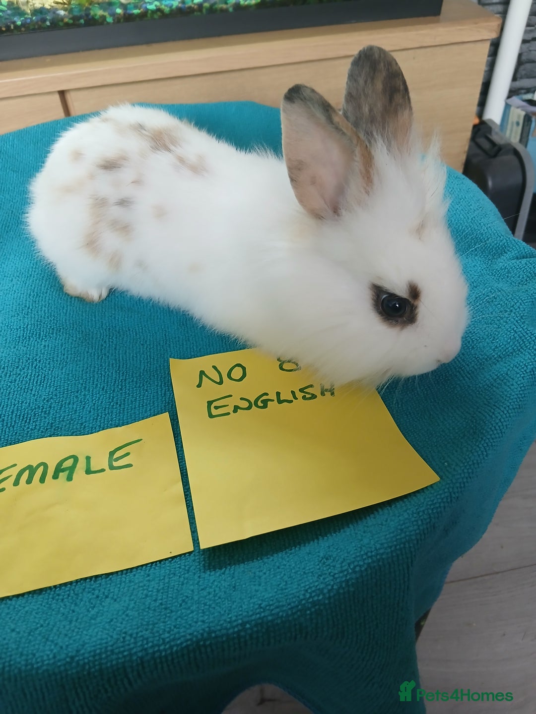 English rabbits for sale: Rabbits for sale , various sexes avaliable  - Image 25