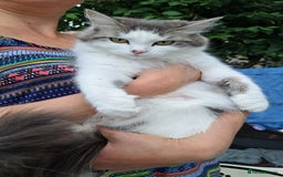 Mixed Breed cats for sale: Beautiful mixed kittens(only 1 boy left) - Image 7