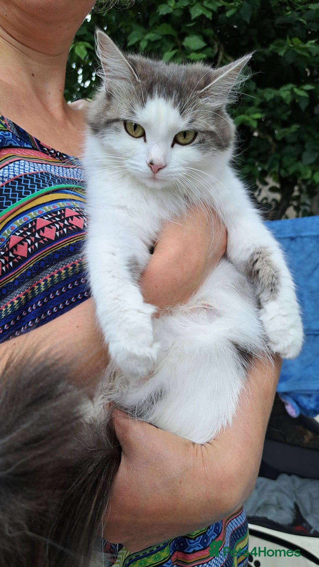 Mixed Breed cats for sale: Beautiful mixed kittens(only 1 boy left) - Image 7