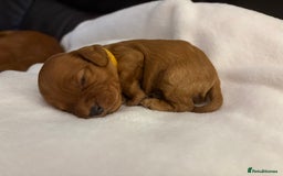 Mixed Breed dogs for sale: Cockapoo/Cavapoo Mix Puppies Available 10 Nov 25 - Image 13