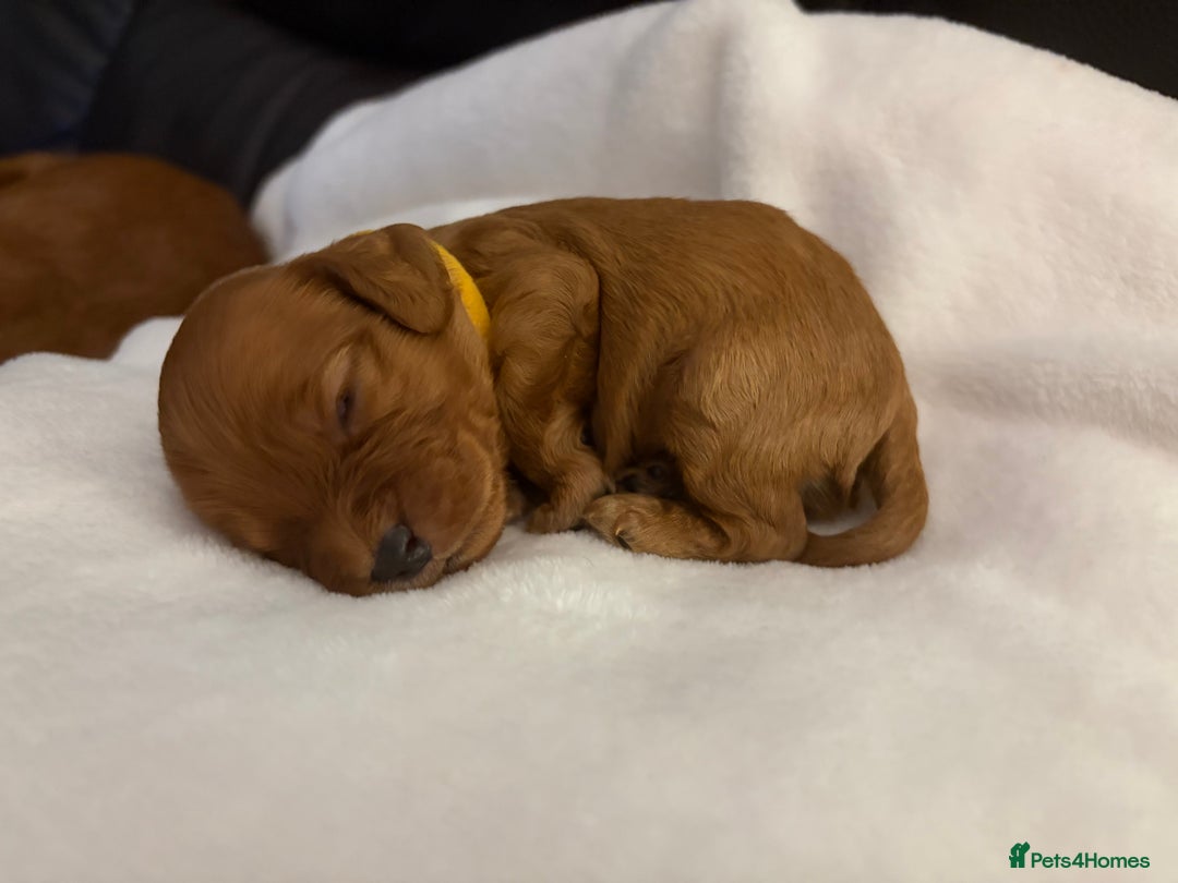 Mixed Breed dogs for sale: Cockapoo/Cavapoo Mix Puppies Available 10 Nov 25 - Image 13