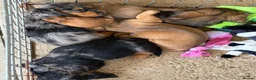 Dachshund dogs for sale: Miniature Dachshund quality Pups  - Advert 3
