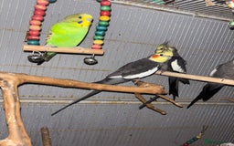Cockatiels birds for sale: Cockatiels budgies and kakarikis for sale  - Image 1