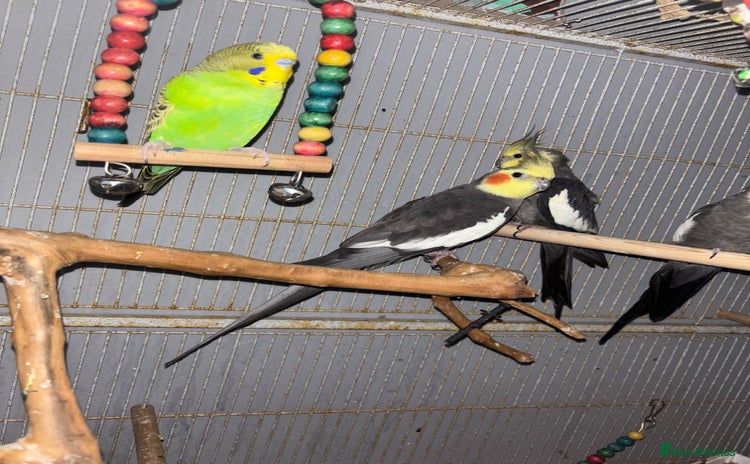 Cockatiels birds - Advert 4