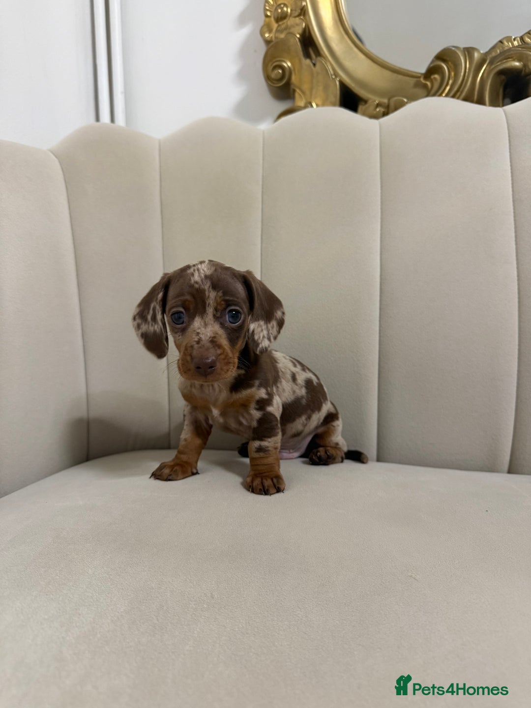 Miniature Dachshund dogs for sale: Male dapple miniature Dachshund  - Advert 1