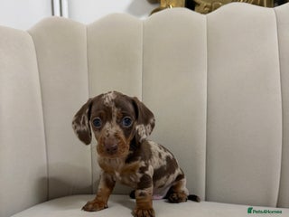 Miniature Dachshund dogs Male dapple miniature Dachshund - Advert 11