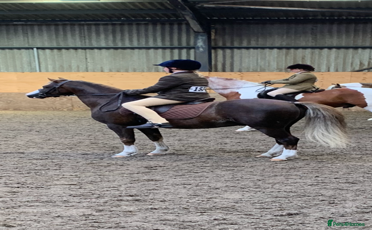 Welsh Section B horses - Advert 1