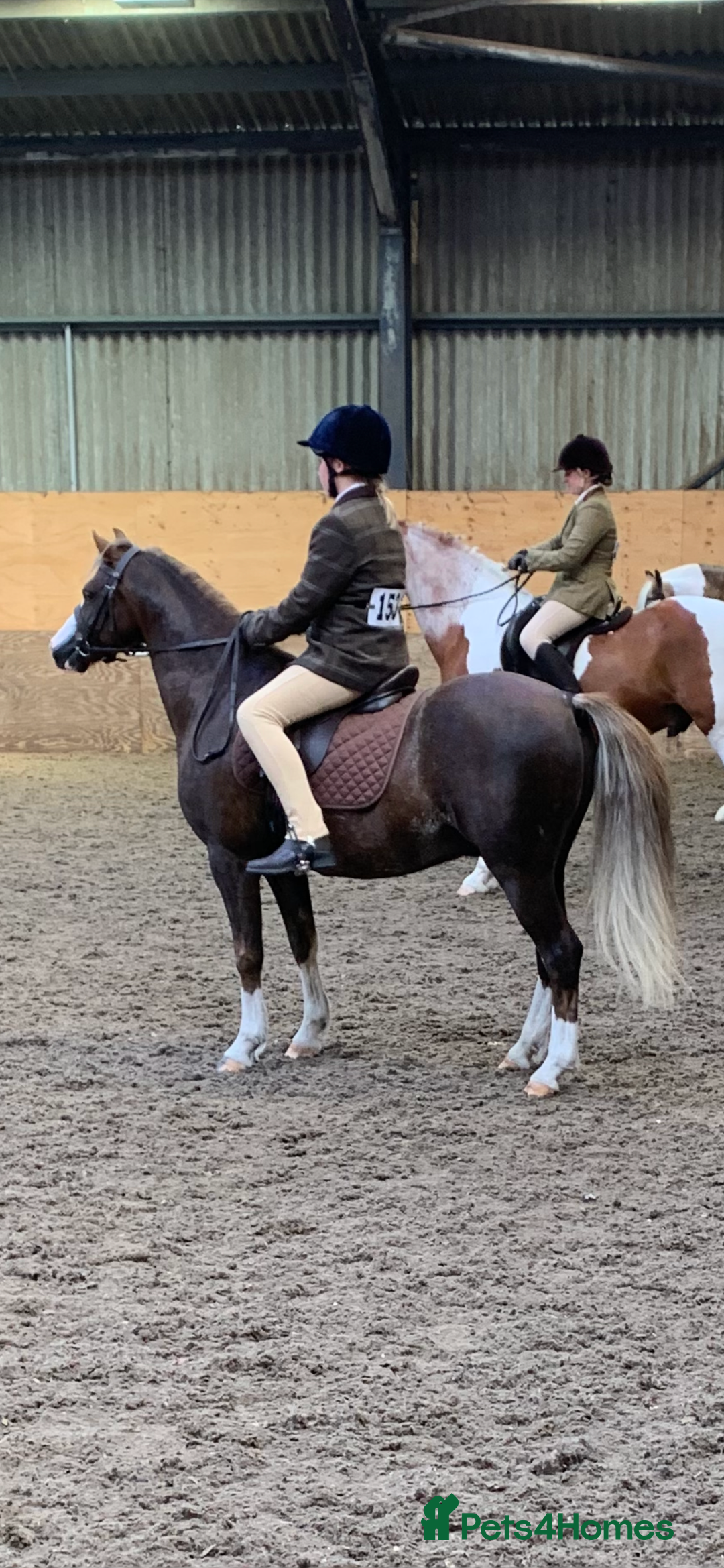 Welsh Section B horses for sale: Barney (Telynau Orvietto) - Image 1