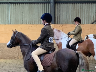 Welsh Section B horses - Advert 2