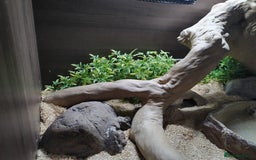 Snake reptiles for sale: African House snake - Image 4